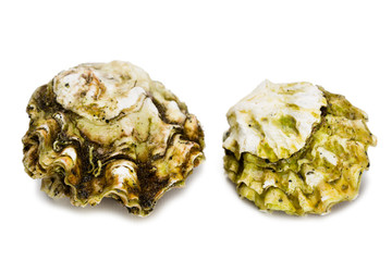 Live freshly caught oysters