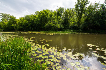 Fototapeta na wymiar a quiet river pool where yellow water lilies grow