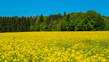 Idyllisches Rapsfeld im Frühling