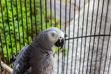 Close-up Shot of Grey Parrot in a Cage in Cavite, Philippines