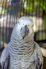 Close-up Shot of Grey Parrot in a Cage in Cavite, Philippines