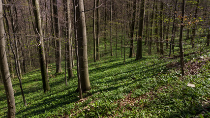 Frühling an der Schwäbischen Alb