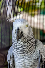 Close-up Shot of Grey Parrot in a Cage in Cavite, Philippines