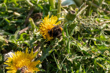 Hummel auf Löwenzahm