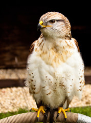 Königsrauhfussbussard (Buteo regalis)