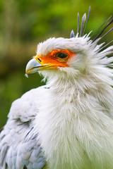 Sekretär (Sagittarius serpentarius)