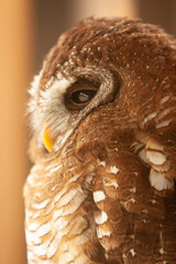Cape Wood Owl