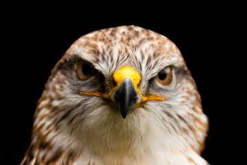 Königsrauhfussbussard (Buteo regalis)