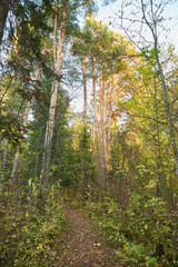Small old pathway in a forest or park at autumn or summer day