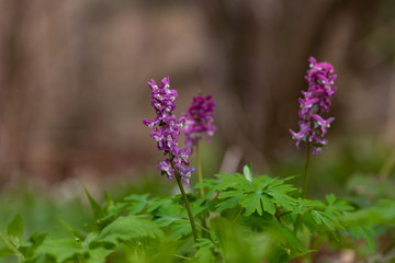 Corydalis cava, is a species of flowering plant in the family Papaveraceae. Corydalis cava early spring wild forest flowers in bloom