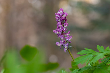 Corydalis cava, is a species of flowering plant in the family Papaveraceae. Corydalis cava early spring wild forest flowers in bloom