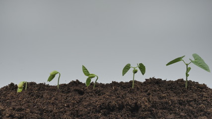 Seed sprouting, concept of agricultural planting, growing plant, gray background