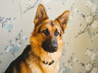 German Shepherd pup watching at camera, against a wall with green floral wallpaper