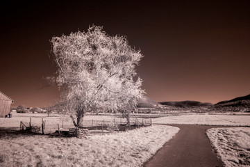 Landschaft in Infrarot