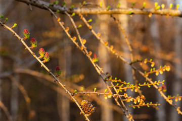 Branch of European larch (Larix decidua) in spring with young pine, male and female flowers. flowers of European larch (Larix decidua). Male and female flower of the Larch (Larix decidua).
