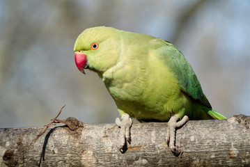 Closeup of green parrot resting on tree trunk with blurred background