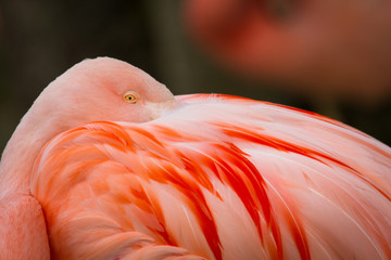 Rosaflamingo (Phoenicopterus roseus)