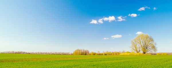 Spring landscape. A single tree in a green field against a blue sky with clouds