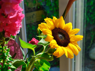 Yellow sunflower in front of a window with refelctions, various other flowers in the background