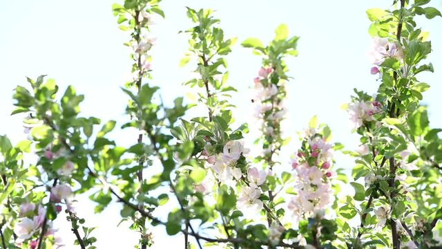 apple blossoms waving in the wind with rising spring sun in the background as concept video birds singing