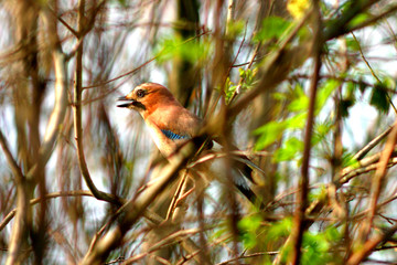 ptactwo, robin, dzika natura, charakter, galąz, zwierzak, czerwień, drzew, dzika, ptactwo, jardin, pierze, piersi, belfer, jary, zieleń, posiedzenie, zima, pierze, pomarańcz