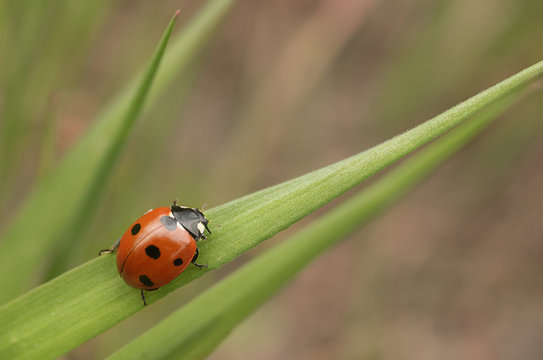 Macro, nature image of ladybugs. Background, there is a place for text.