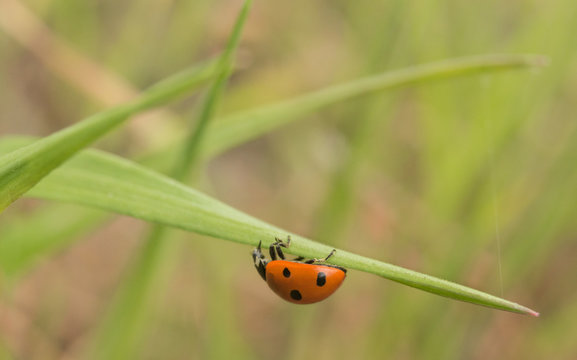 Macro, nature image of ladybugs. Background, there is a place for text.