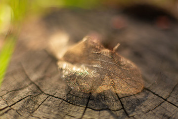 Dry skeletonized leaf on a stump close up