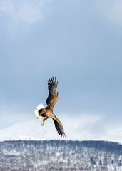White tailed sea eagle in Japan with Shiretoko Mountains as a backdrop.