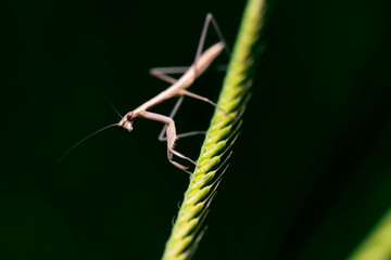 False Garden Mantis also known as Pseudomantis albofimbriata