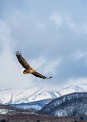 White tailed sea eagle in Japan with Shiretoko Mountains as a backdrop.