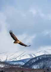 Schilderijen op glas White tailed sea eagle in Japan with Shiretoko Mountains as a backdrop. © Janos