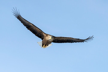 White tailed sea eagle in Rausu, Hokkaido where these magnificient eagles can be observed in close proximity.