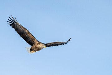 White tailed sea eagle in Rausu, Hokkaido where these magnificient eagles can be observed in close proximity.