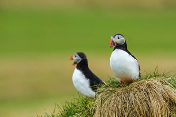 Papageitaucher (Fratercula arctica) auf Island