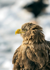 White tailed sea eagle in Rausu, Hokkaido where these magnificient eagles can be observed in close proximity.