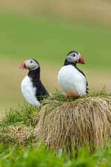 Papageitaucher (Fratercula arctica) auf Island