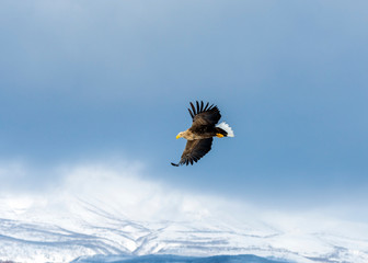 White tailed sea eagle in Rausu, Hokkaido where these magnificient eagles can be observed in close...