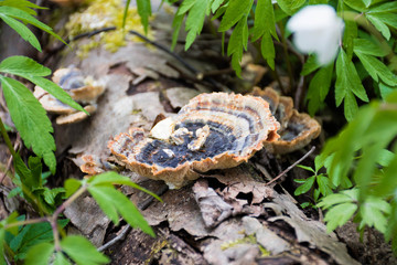 Mushroom on a trunk in a mossy forest. Smoky polypore or smoky bracket, species of fungus, plant pathogen that causes white rot in live trees, but most commonly appears on dead wood