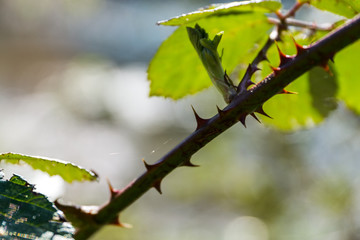 blooming blackberry bush with thorns