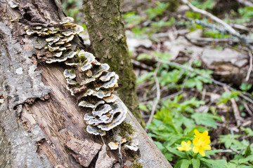Mushrooms on a trunk in a mossy forest. Smoky polypore or smoky bracket, species of fungus, plant pathogen that causes white rot in live trees, but most commonly appears on dead wood