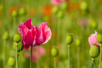 Obraz premium Schlafmohn (Papaver somniferum), Schlafmohn Anbau in Deutschland