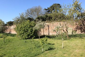 : Conservation corner of a walled garden in springtime with flowering fruit trees and young hazel saplings