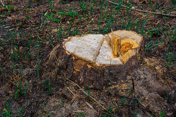 brown log of a large tree on a green lawn close up
