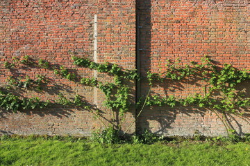 Organic blackberries traditionally trained on an old red brick wall in springtime