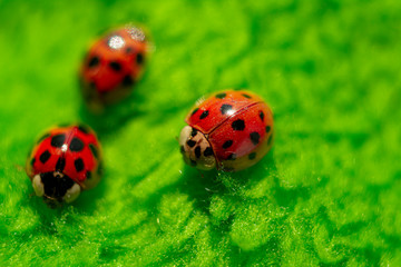 little red ladybugs on green fabric close up micro shot