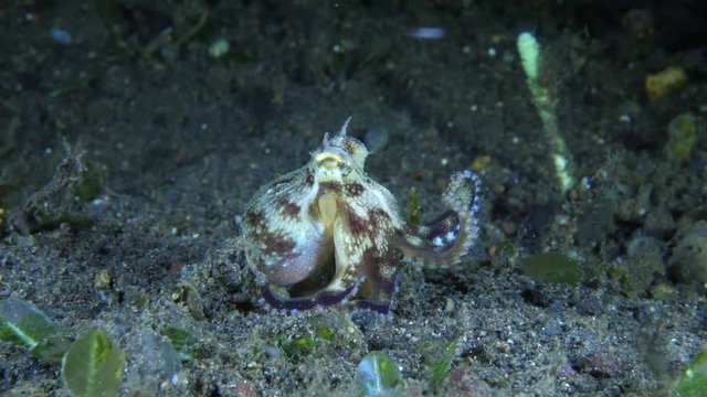 Coconut octopus hanting, underwater video. Diving in Bali.