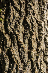 backdrop light and shadow of tree bark