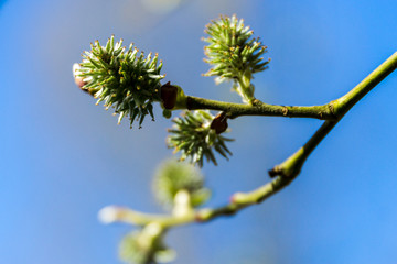 blooming tree branches in front of blue sky