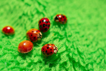 little red ladybugs on green fabric close up micro shot